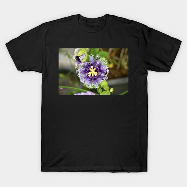 Passionsblume / Swiss Artwork Photography T-Shirt by RaphaelWolf